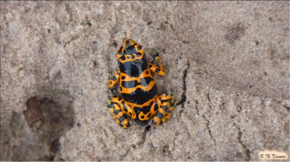 le rio caura Une jolie grenouille - mais vnneuse ne pas toucher